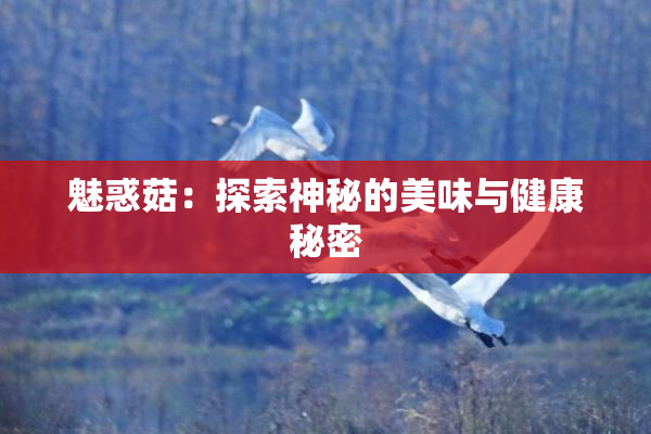 魅惑菇：探索神秘的美味与健康秘密