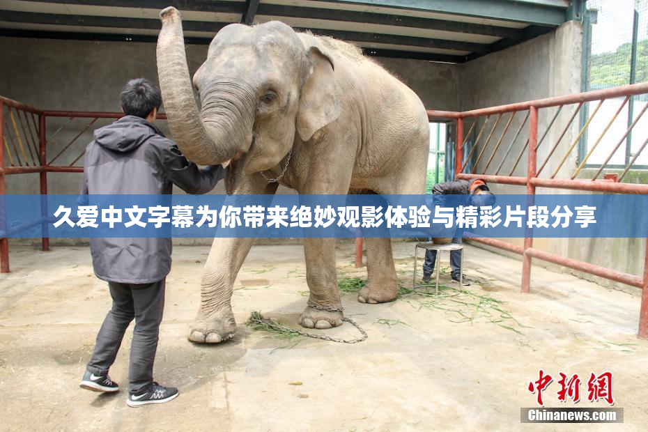 久爱中文字幕为你带来绝妙观影体验与精彩片段分享