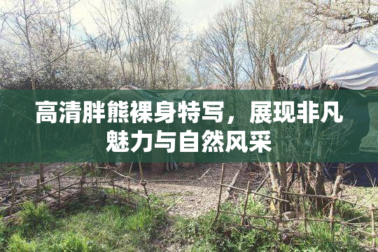 高清胖熊裸身特写，展现非凡魅力与自然风采