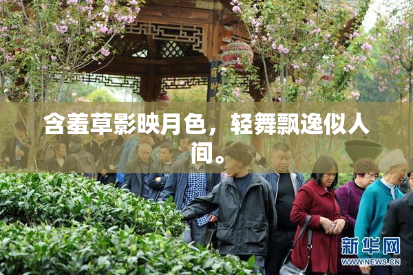 含羞草影映月色，轻舞飘逸似人间。