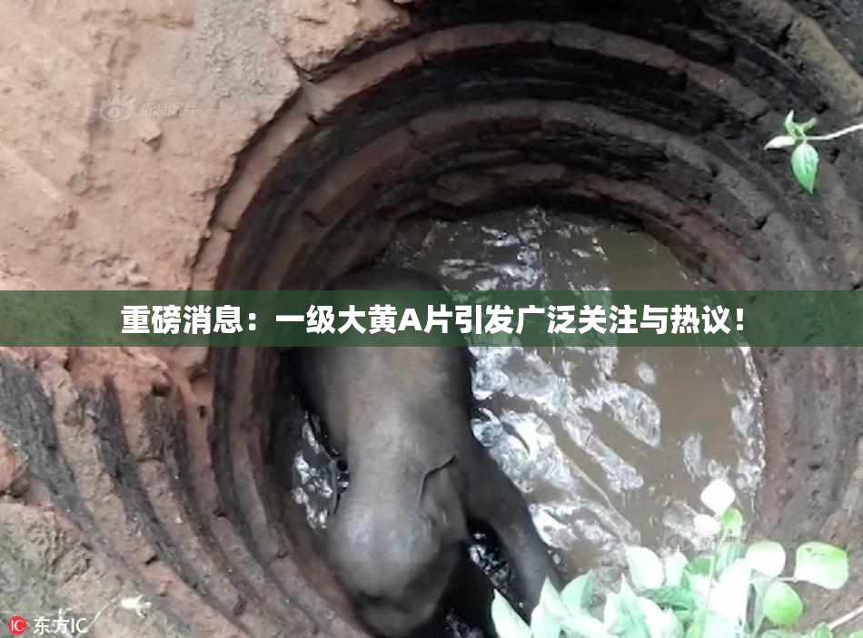 重磅消息：一级大黄A片引发广泛关注与热议！