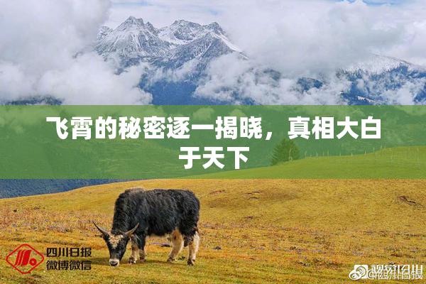 飞霄的秘密逐一揭晓，真相大白于天下