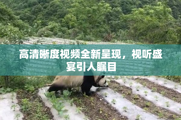 高清晰度视频全新呈现，视听盛宴引人瞩目