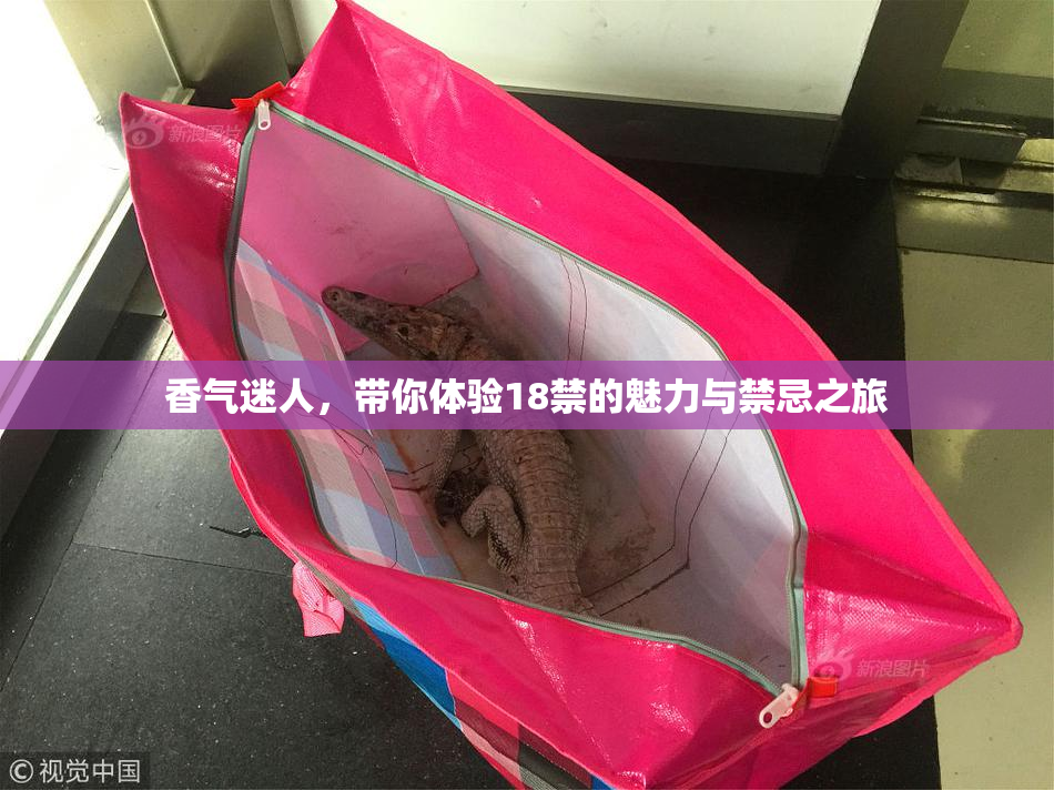 香气迷人，带你体验18禁的魅力与禁忌之旅