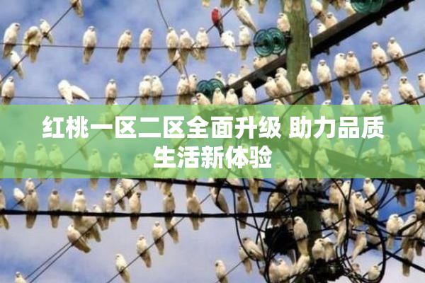 红桃一区二区全面升级 助力品质生活新体验