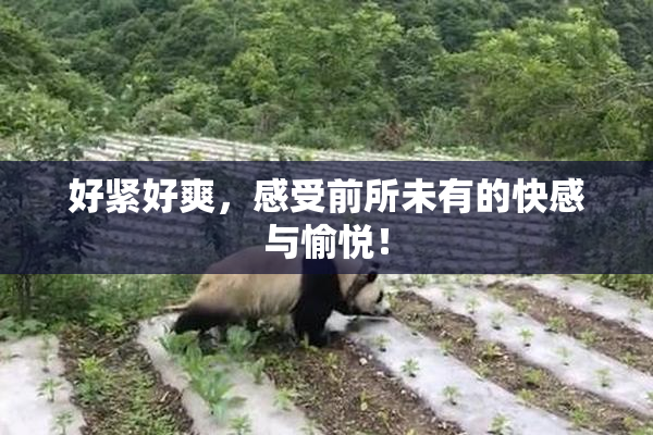 好紧好爽，感受前所未有的快感与愉悦！