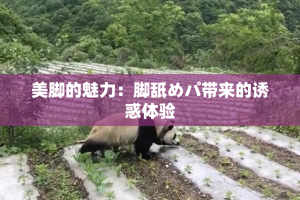 美脚的魅力：脚舐めパ带来的诱惑体验