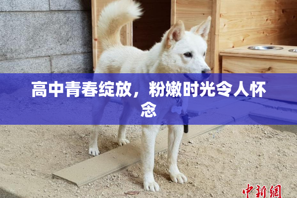 高中青春绽放，粉嫩时光令人怀念