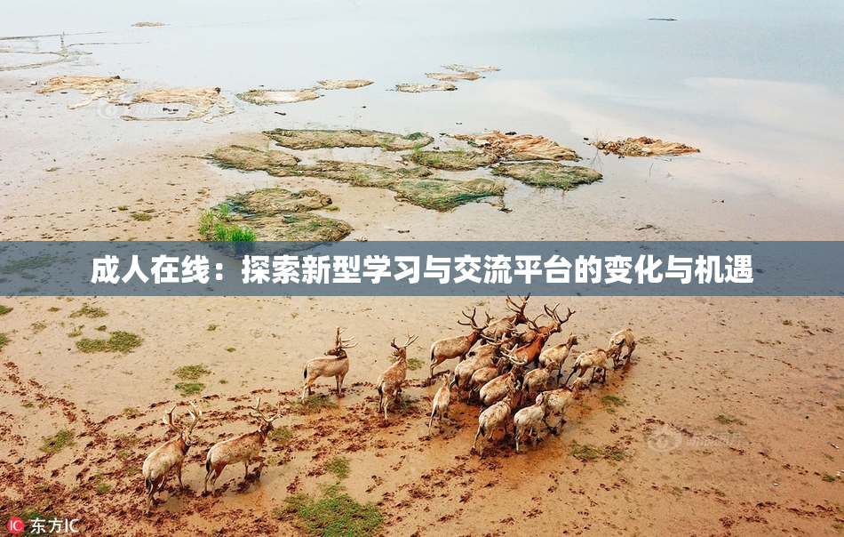 成人在线：探索新型学习与交流平台的变化与机遇