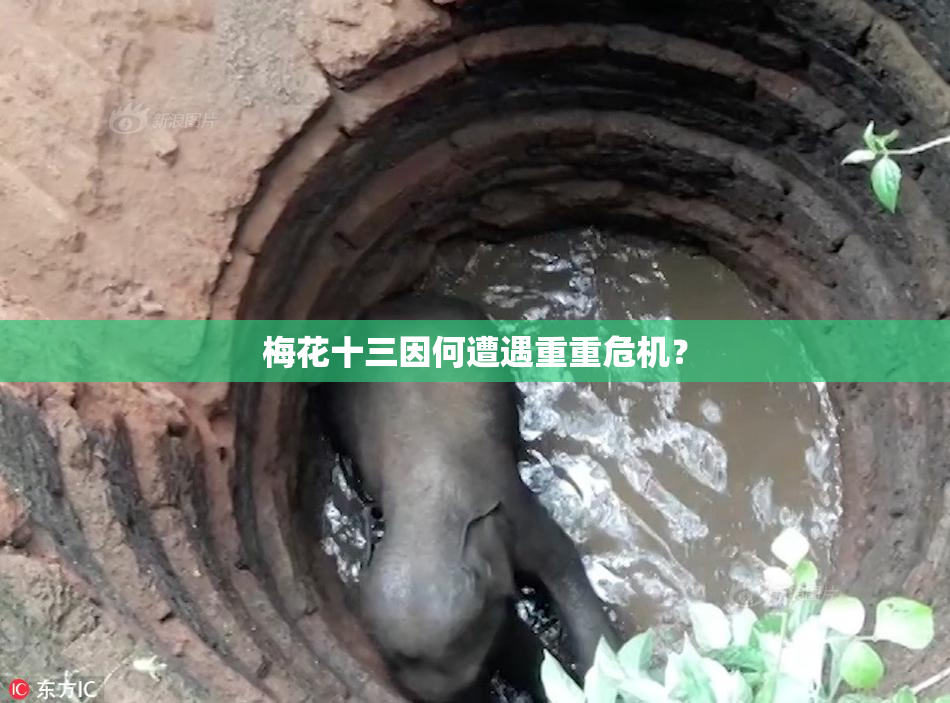 梅花十三因何遭遇重重危机？