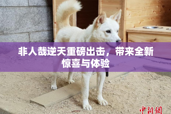非人哉逆天重磅出击，带来全新惊喜与体验