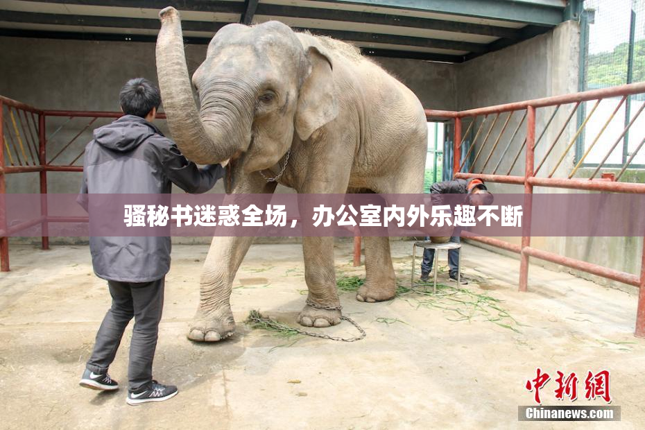 骚秘书迷惑全场，办公室内外乐趣不断