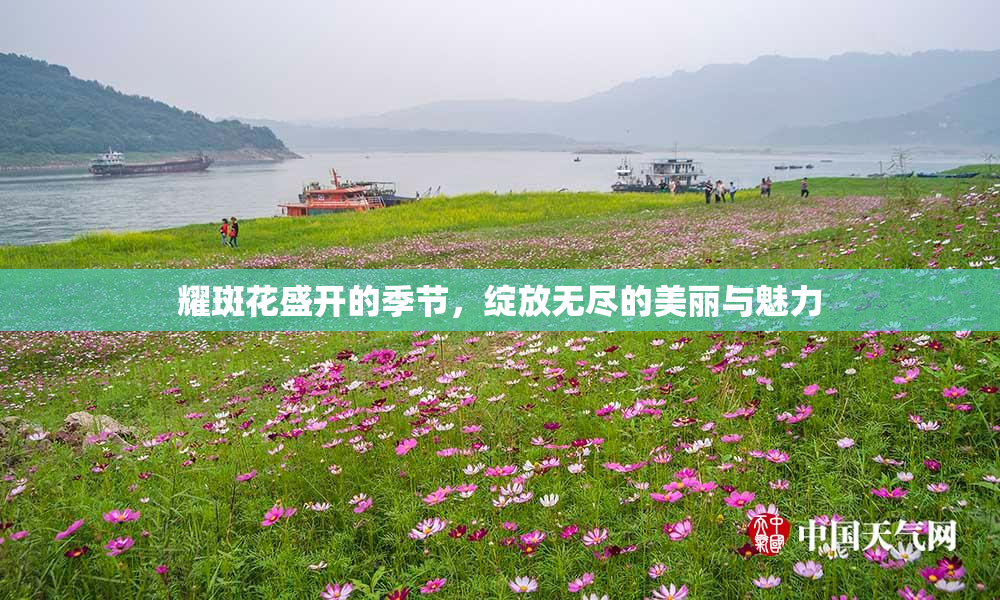 耀斑花盛开的季节，绽放无尽的美丽与魅力