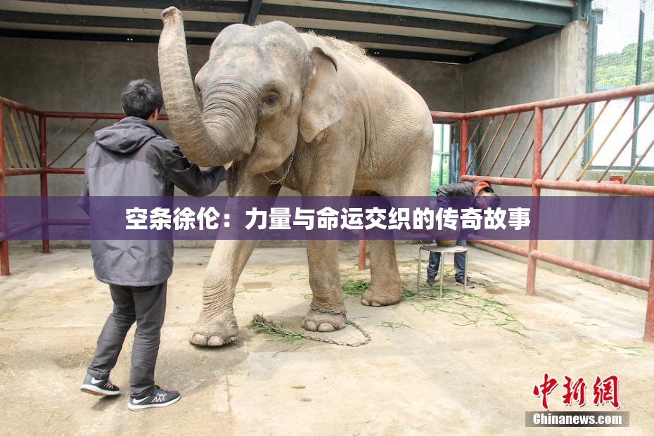 空条徐伦：力量与命运交织的传奇故事