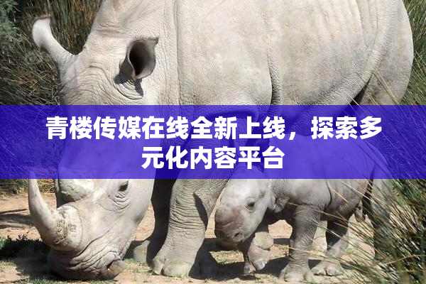 青楼传媒在线全新上线，探索多元化内容平台