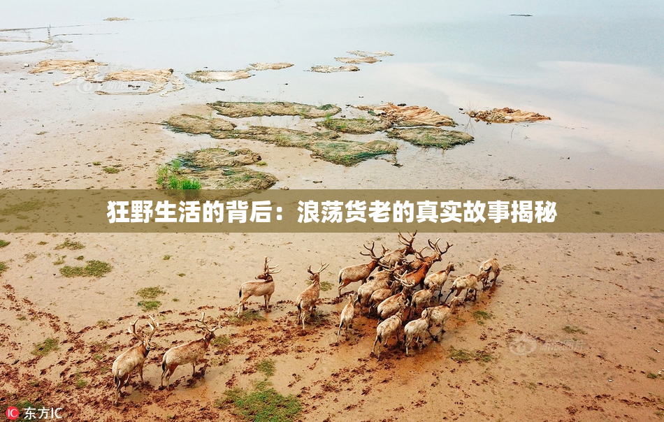 狂野生活的背后：浪荡货老的真实故事揭秘