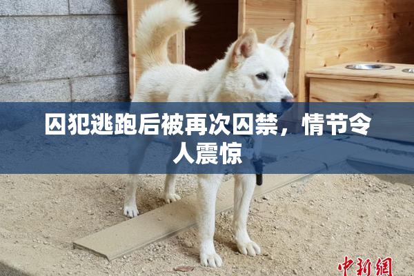 囚犯逃跑后被再次囚禁，情节令人震惊