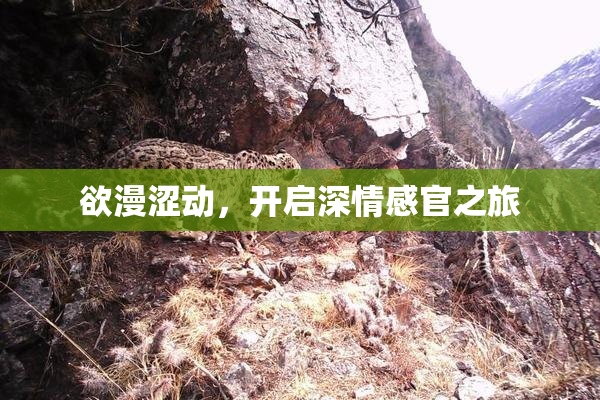 欲漫涩动，开启深情感官之旅