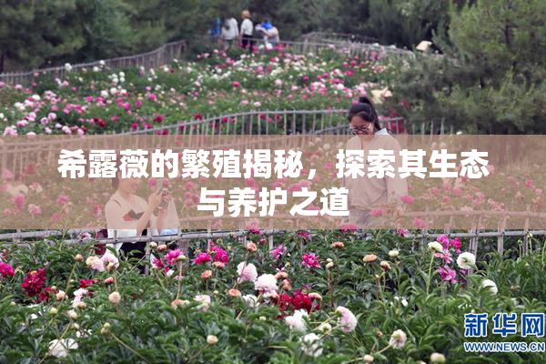 希露薇的繁殖揭秘，探索其生态与养护之道
