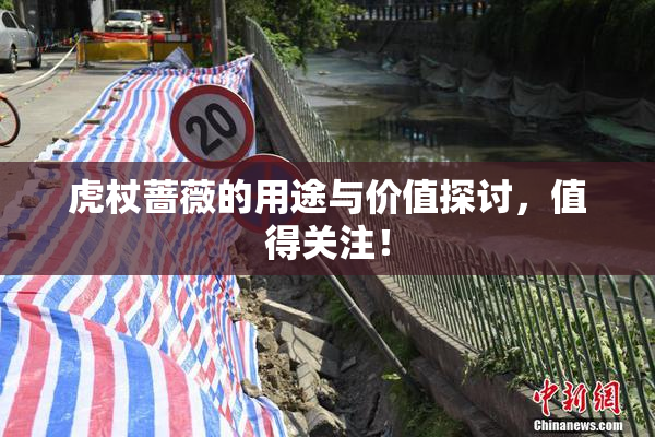 虎杖蔷薇的用途与价值探讨，值得关注！