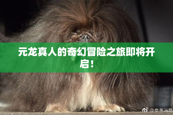 元龙真人的奇幻冒险之旅即将开启！