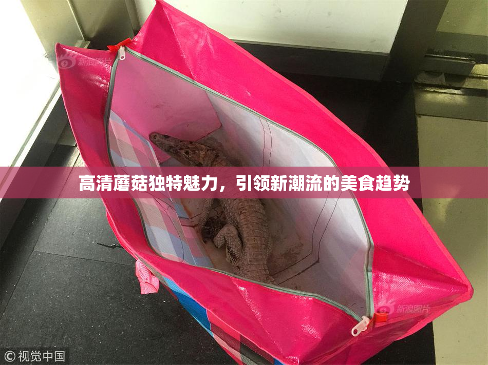 高清蘑菇独特魅力，引领新潮流的美食趋势