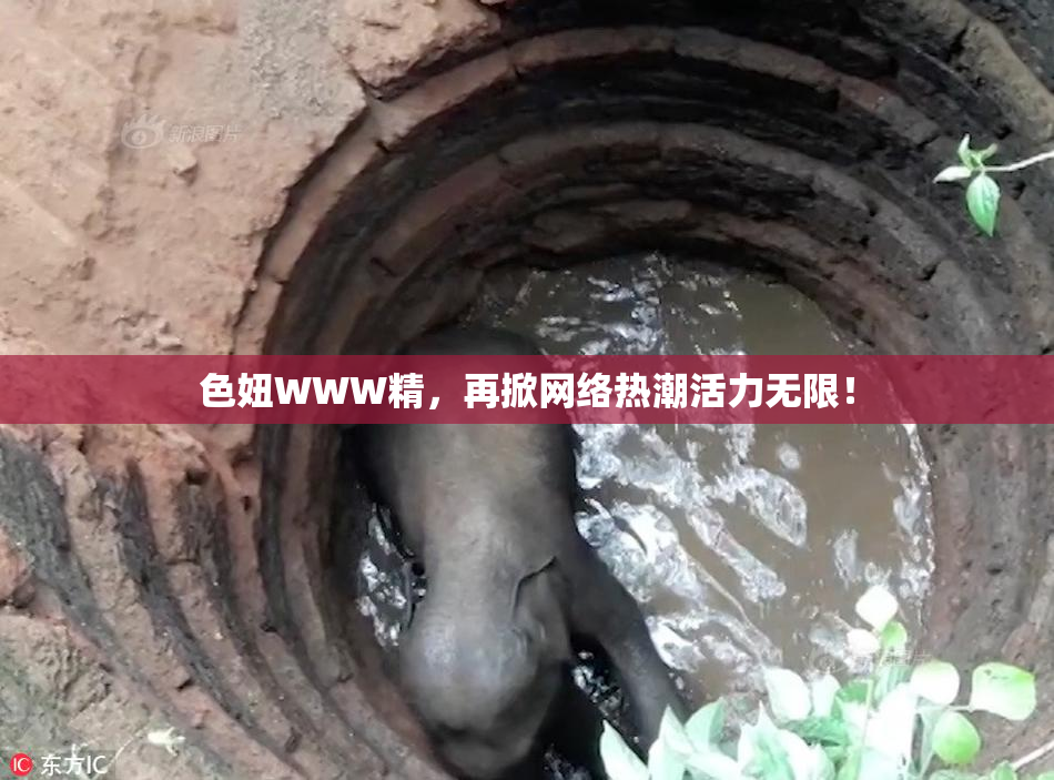 色妞WWW精，再掀网络热潮活力无限！