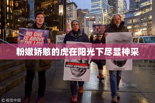 粉嫩娇憨的虎在阳光下尽显神采
