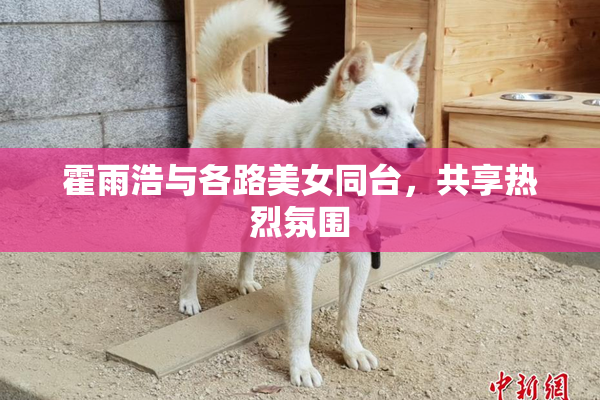 霍雨浩与各路美女同台，共享热烈氛围