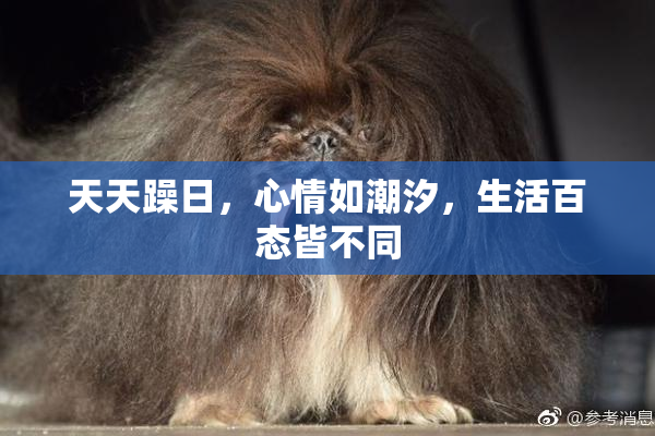天天躁日，心情如潮汐，生活百态皆不同