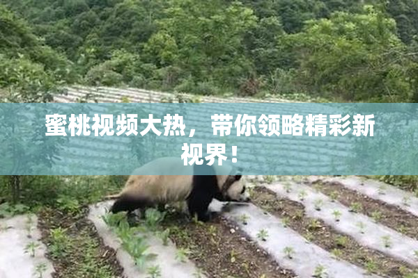 蜜桃视频大热，带你领略精彩新视界！