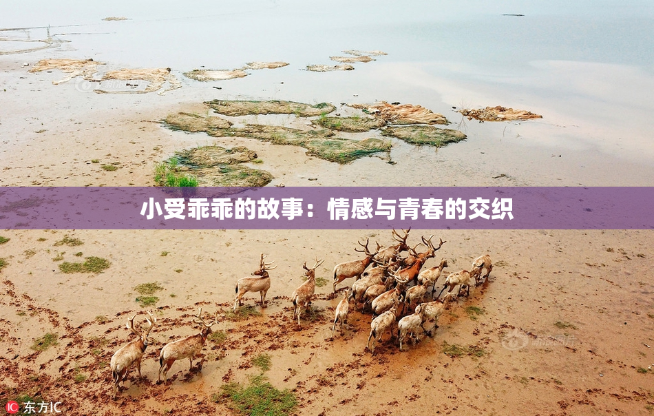 小受乖乖的故事：情感与青春的交织