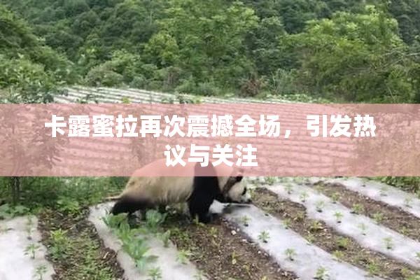 卡露蜜拉再次震撼全场，引发热议与关注