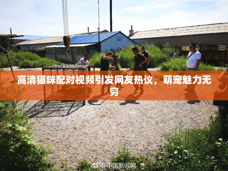 高清猫咪配对视频引发网友热议，萌宠魅力无穷