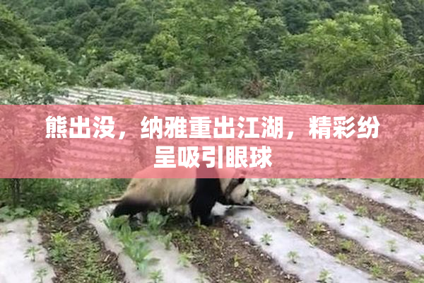 熊出没，纳雅重出江湖，精彩纷呈吸引眼球