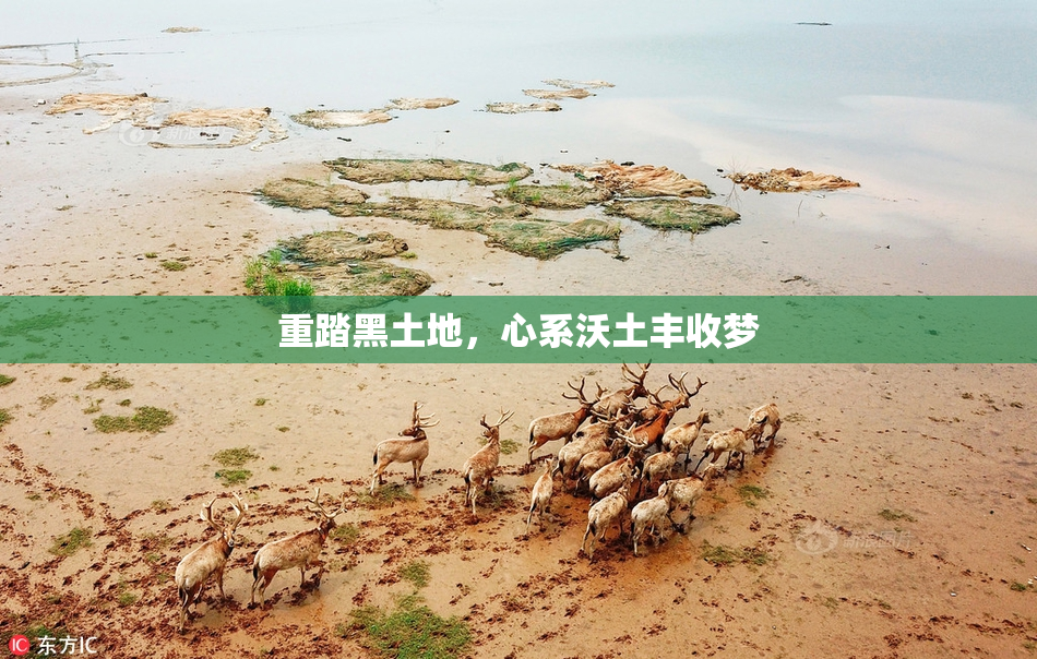 重踏黑土地，心系沃土丰收梦