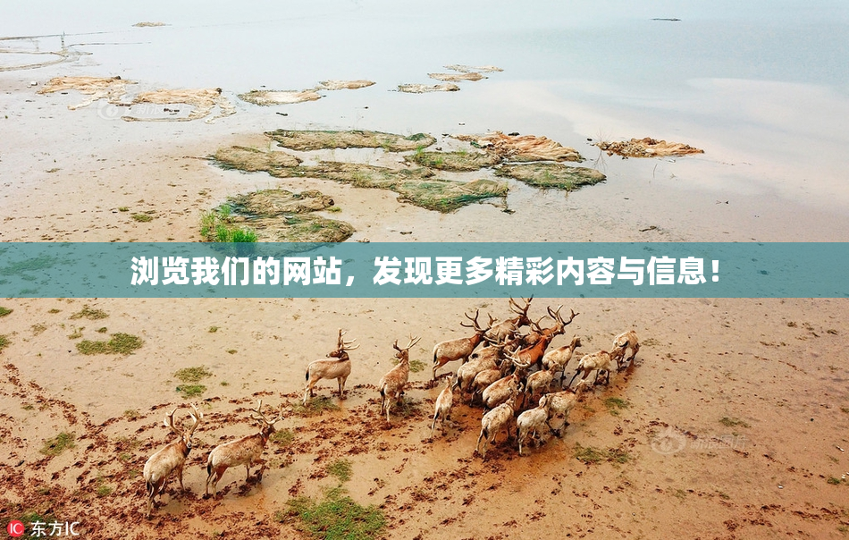 浏览我们的网站，发现更多精彩内容与信息！