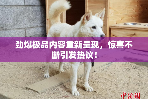劲爆极品内容重新呈现，惊喜不断引发热议！