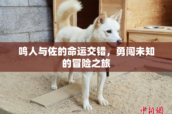 鸣人与佐的命运交错，勇闯未知的冒险之旅