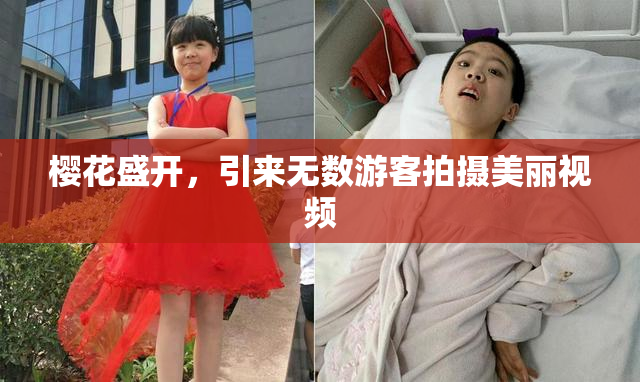 樱花盛开，引来无数游客拍摄美丽视频
