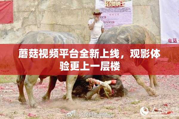 蘑菇视频平台全新上线，观影体验更上一层楼
