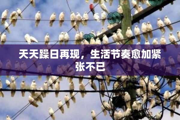 天天躁日再现，生活节奏愈加紧张不已