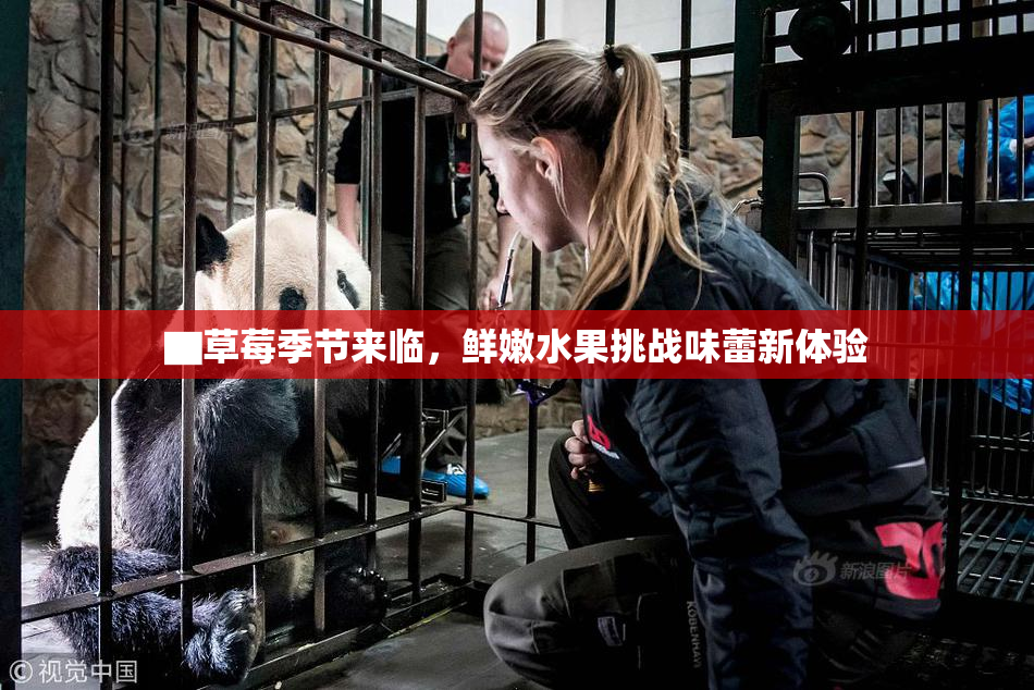 ▇草莓季节来临，鲜嫩水果挑战味蕾新体验