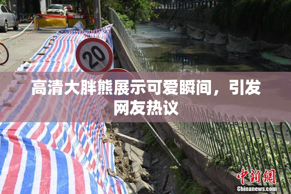 高清大胖熊展示可爱瞬间，引发网友热议