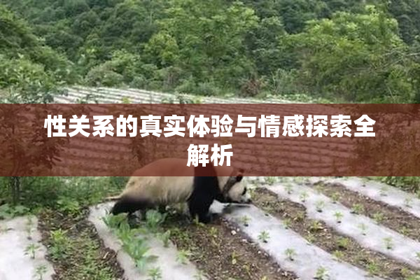 性关系的真实体验与情感探索全解析