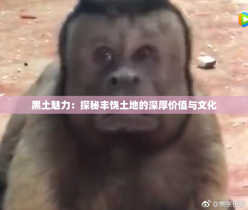 黑土魅力：探秘丰饶土地的深厚价值与文化