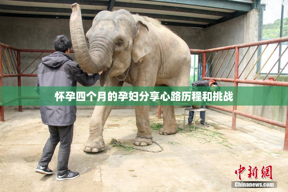 怀孕四个月的孕妇分享心路历程和挑战