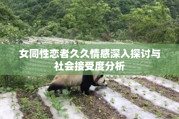 女同性恋者久久情感深入探讨与社会接受度分析