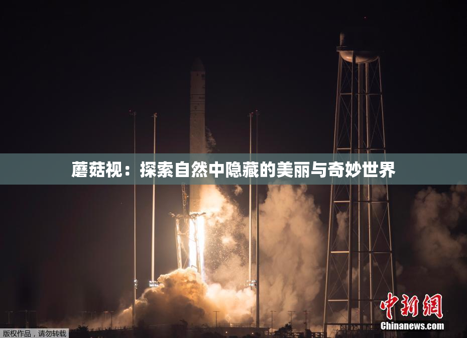 蘑菇视：探索自然中隐藏的美丽与奇妙世界