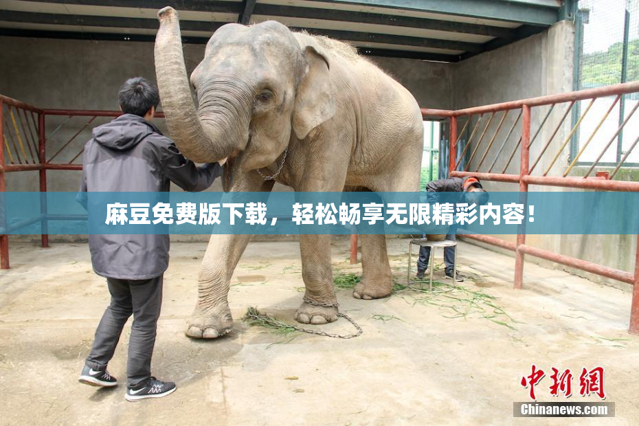 麻豆免费版下载，轻松畅享无限精彩内容！